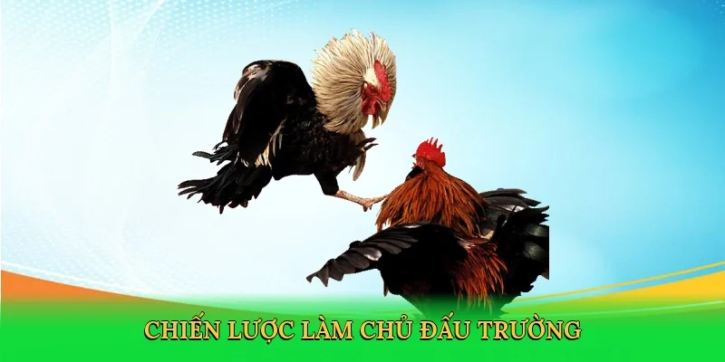 Chiến lược làm chủ đấu trường