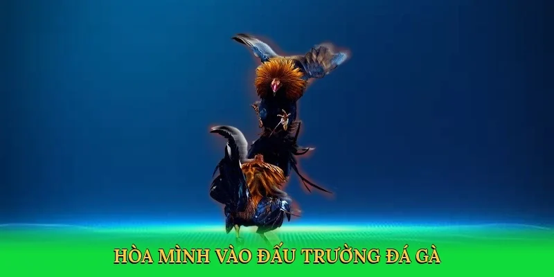 Hòa mình vào đấu trường đá gà