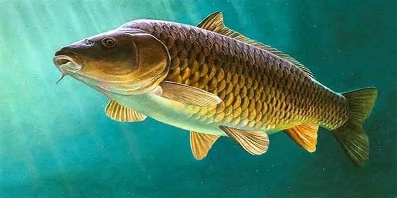 mơ thấy cá chép F8BET