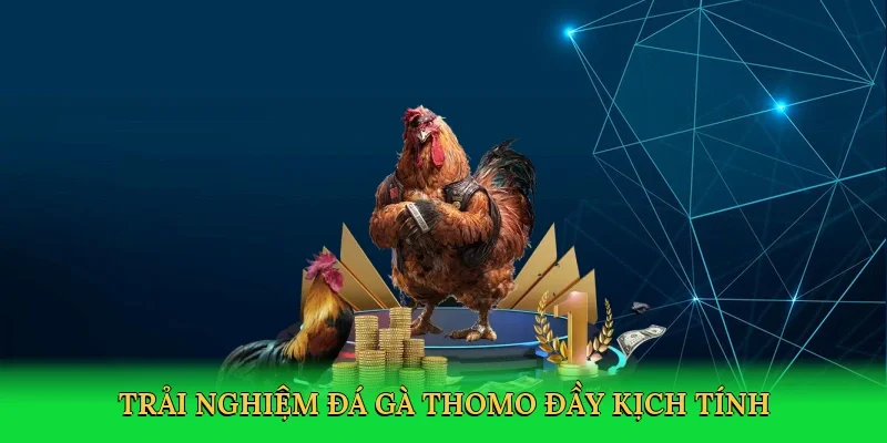 Trải nghiệm đá gà Thomo đầy kịch tính